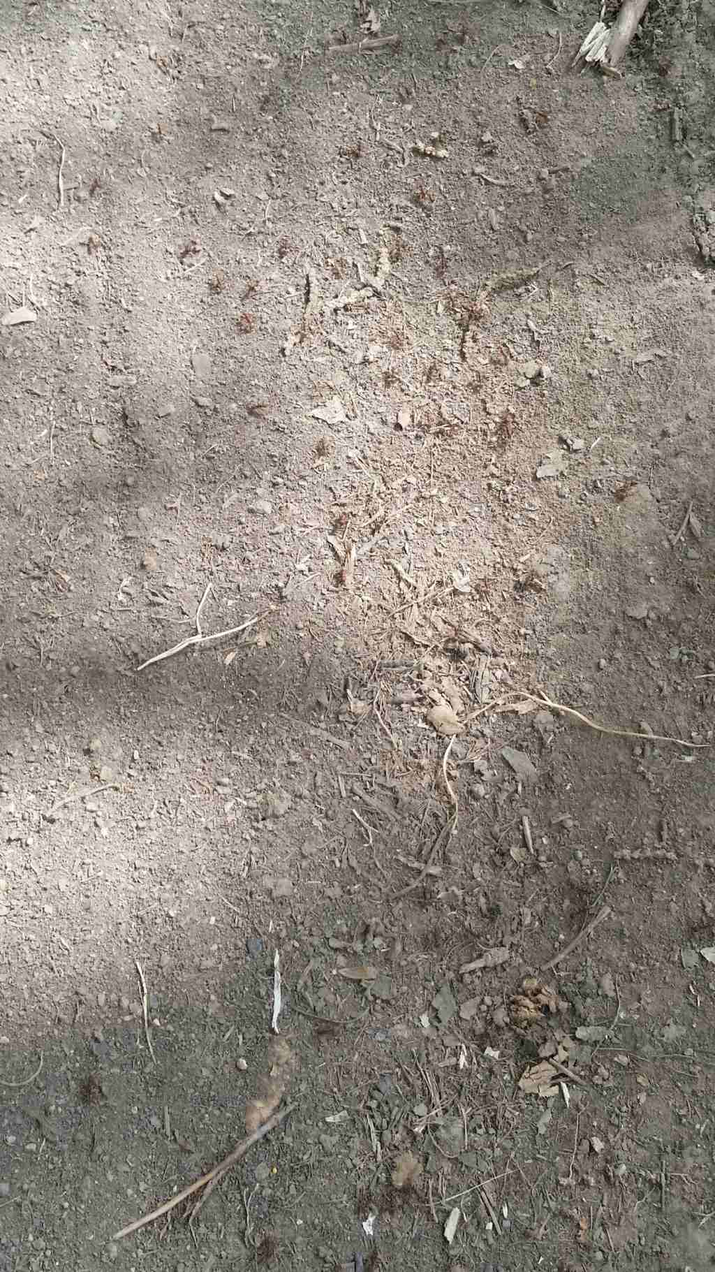 Carovana di formiche